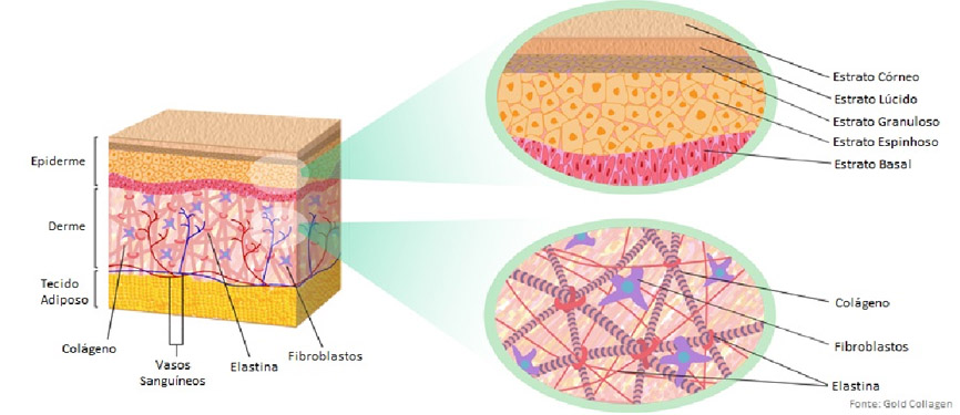 camadas-da-pele