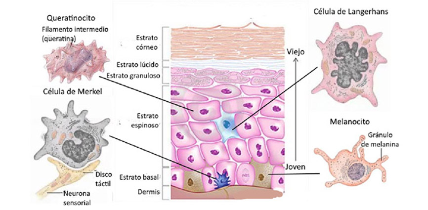 celulas-epiderme